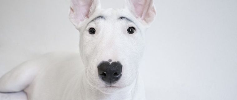 bull terrier